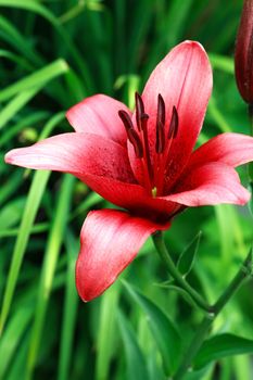 Summer gardening. Closeup of nice red lilies as background