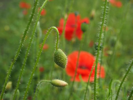 the flower bud of a red common poppy with flowers in a blurred meadow setting