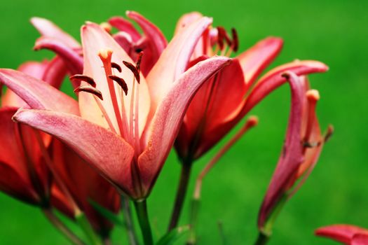 Summer gardening. Closeup of nice red lilies as background