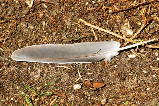 A gray feather on brown earth as a close-up