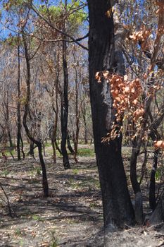 Regeneration after bush fire Australia, red shoots emerging from black bark. High quality photo