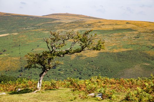  Traditional rural and moor landscape with trees, bracken and stones. High quality photo