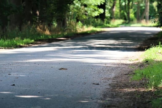 Concrete path with trees on the side and shade