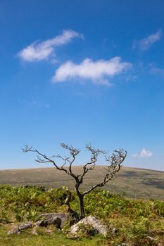  Traditional rural and moor landscape with trees, bracken and stones. High quality photo