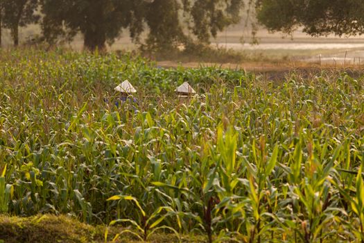 Corn field in north Vietnam with 2 workers in traditional conical hats. High quality photo