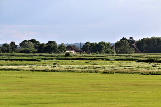 Marsh landscape with pastures in northern germany