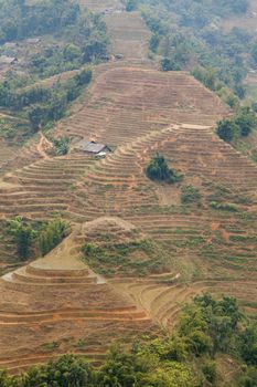 Landscape from below looking up at terraced fields in Sapa, northern Vietnam during the winter. Brown layers in soil in rolling hills for rice growing. High quality photo