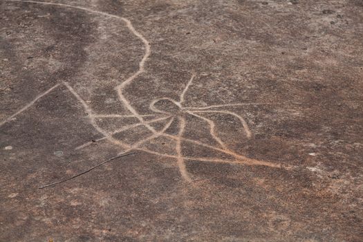 Dharawal etchings or petroglyphs, Bundeena NSW Australia. A rock etching of a spider, ancient Aboriginal rock platform carvings