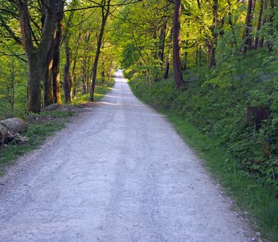 a perspective view a narrow country lane running though bright sunlit spring woodland with a surrounding canopy of forest trees