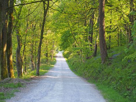 a perspective view a narrow country lane running though bright sunlit spring woodland with a surrounding canopy of forest trees