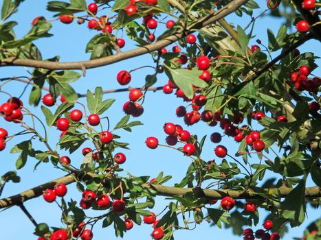hawthorn berries on a branch against a blue sunny autumn sky