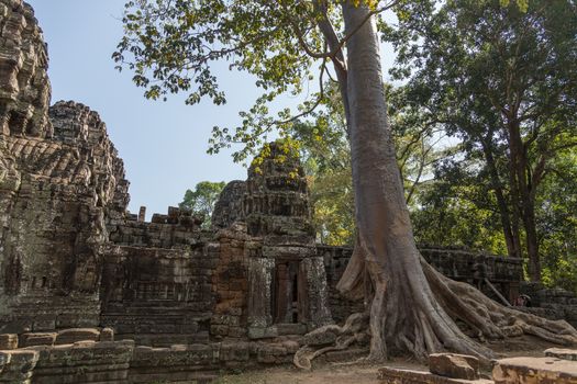 The jungle and trees had engulfed the temple complex of Angkor Watt, Cambodia, with the famous temples of Angkor, Ta Prohm and Bayon. revealed in the 18th century again . The temples numbering more than a thousand are part of the largest religious site anywhere. The tree roots are iconic of the temples and popularised Ta Prohm in the film Tomb Raider. 