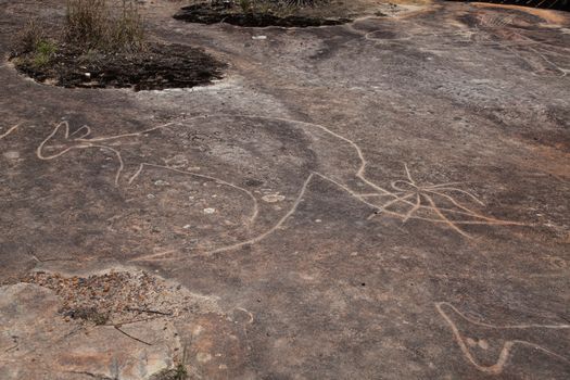 Dharawal etchings or petroglyphs, Bundeena NSW Australia. A rock etching of a spider and kangaroo, ancient Aboriginal rock platform carvings