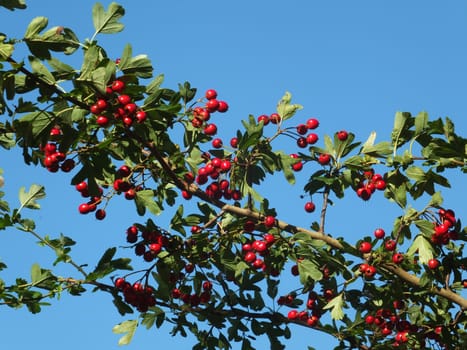 fresh hawthorn berries on a branch against a blue sunny september sky