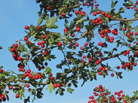 fresh hawthorn berries on a branch against a blue sunny september sky