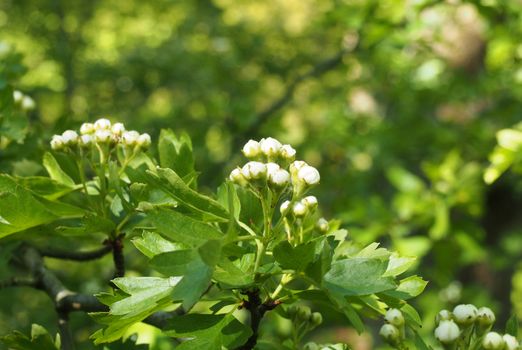 a close up budding hawthorn flowers with bright green spring leaves against a vibrant sunlit forest background