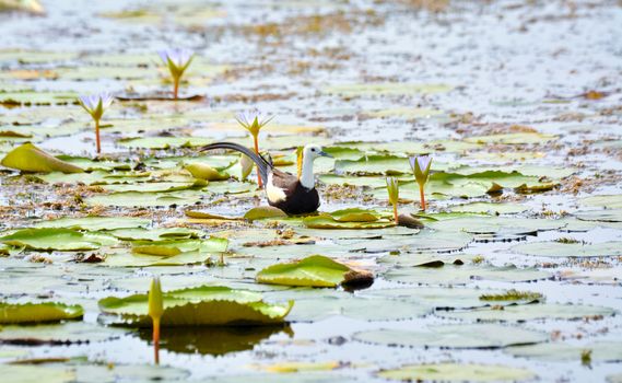 The pheasant-tailed jacana have elongated toes and nails that enable them to walk on floating vegetation in shallow lakes