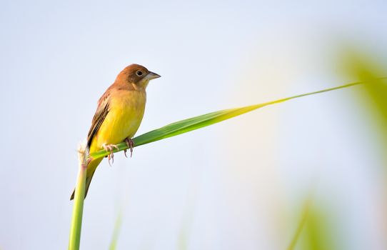 The red-headed bunting is a passerine bird in the bunting family Emberizidae, a group now separated by most modern authors from the finches, Fringillidae.