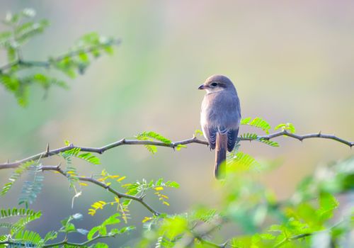 The isabelline shrike or Daurian shrike is a member of the shrike family. It was previously considered conspecific with the red-backed shrike and red-tailed shrike
