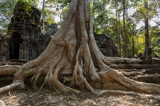 The jungle and trees had engulfed the temple complex of Angkor Watt, Cambodia, with the famous temples of Angkor, Ta Prohm and Bayon. revealed in the 18th century again . The temples numbering more than a thousand are part of the largest religious site anywhere. The tree roots are iconic of the temples and popularised Ta Prohm in the film Tomb Raider. 