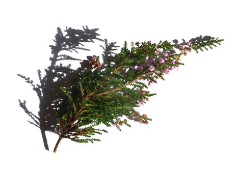 a small sprig of wild moorland heather with purple flowers on a white background with shadow