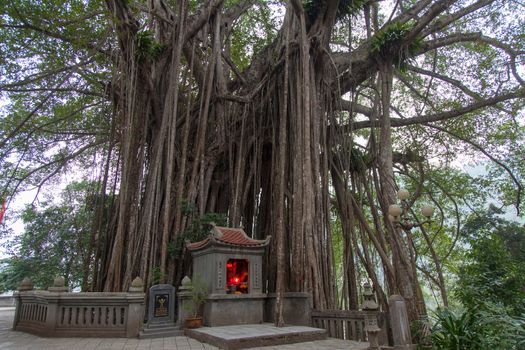 Very ancient and huge Banyan tree, one of the Heritage Trees with shrine Vietnam, over 200 years old. High quality photo