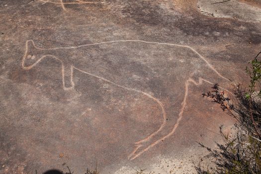 Dharawal etchings or petroglyphs, Bundeena Dharawal etchings or petroglyphs, Bundeena NSW Australia. A rock etching of a kangaroo, ancient Aboriginal rock platform carvings NSW Australia. High quality photo