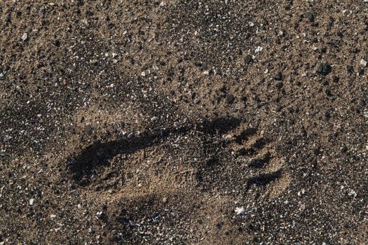A single footprint in sand on beach. left foot. low sun with great texture. High quality photo