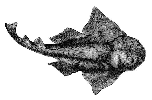 An engraved vintage fish illustration image of a common monkfish, from a Victorian book dated 1883 that is no longer in copyright stock image