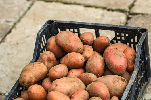 Fresh organic and dirty potatoes. Close up of harvested  potatoes isolated in a black plastic crate.