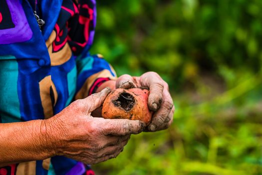 Dirty hard worked and wrinkled hands holding fresh organic potatoes. Old woman holding harvested drought damaged potatoe in hands.