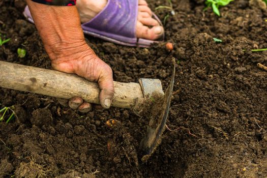 Harvesting and digging potatoes with hoe and hand in garden. Digging organic potatoes by dirty hard worked and wrinkled hand .