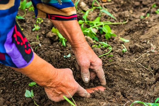 Harvesting and digging potatoes with hoe and hand in garden. Digging organic potatoes by dirty hard worked and wrinkled hand .