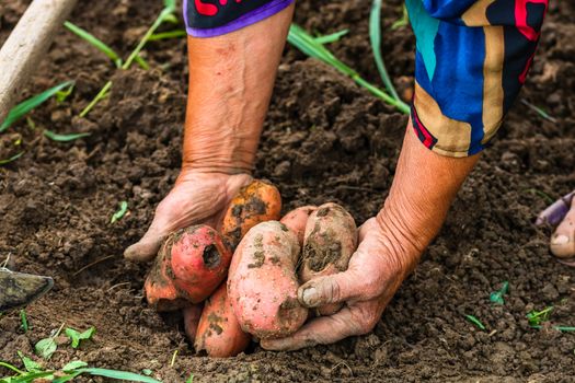 Dirty hard worked and wrinkled hands holding fresh organic potatoes. Old woman holding harvested potatoes in hands.