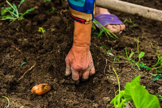 Harvesting and digging potatoes with hoe and hand in garden. Digging organic potatoes by dirty hard worked and wrinkled hand .