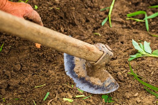 Close up of hoe tool for digging isolated in garden on the ground.