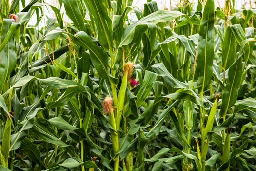 Sun lights over a green corn field growing, detail of green corn on agricultural field.