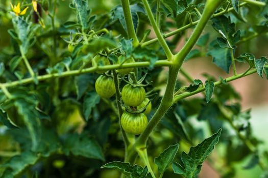 Unripe raw green tomatoes on a branch growing in the garden.