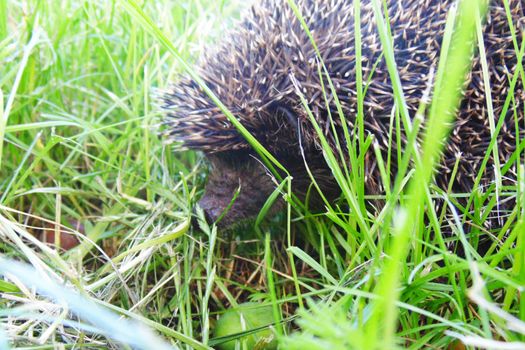 hedgehog in green grass on a sunny day close-up