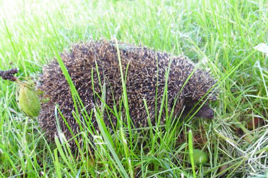 hedgehog in green grass on a sunny day close-up