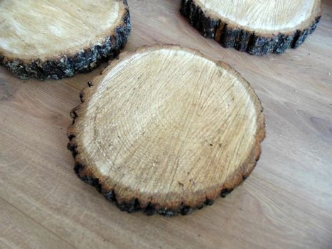 birch and coniferous round cuts on a wooden table close up