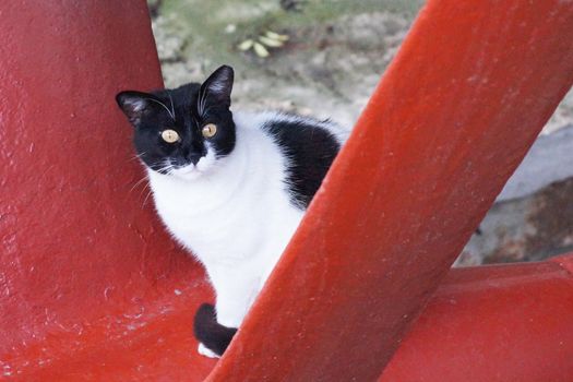 black and white cat on red metal structure