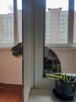 A CAT WITH A SERIOUS FACE IS BEHIND THE WINDOW