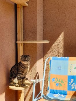 THERE IS A CAT IN THE SHADOWS NEXT TO THE CHAIR