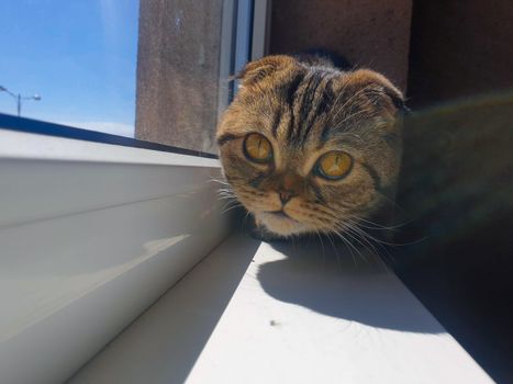 A CAT WITH A SERIOUS FACE IS NEXT TO THE WINDOW