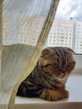 THERE IS A THOUGHTFUL CAT BETWEEN THE WINDOW AND THE CURTAIN