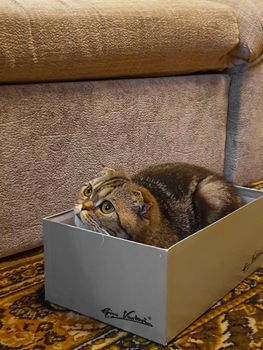 THERE IS A CUTE CAT INSIDE OF THE SHOE BOX