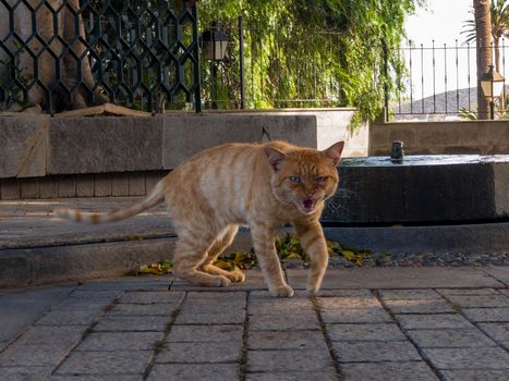 THE CAT NEXT TO THE FOUNTAIN IS MEOWING