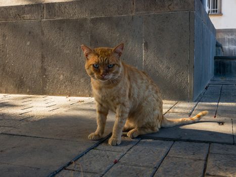 THE CAT IS LOOKING AT YOU WITH A CUTE FACE