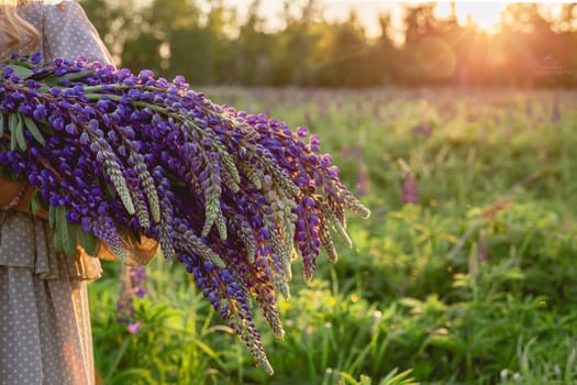 A bouquet of blooming lupines in the hands of a girl against the background of a field at sunset, without a face. Purple and pink lupins are in the hands of a girl. High quality photo